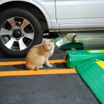駐車場にいる猫